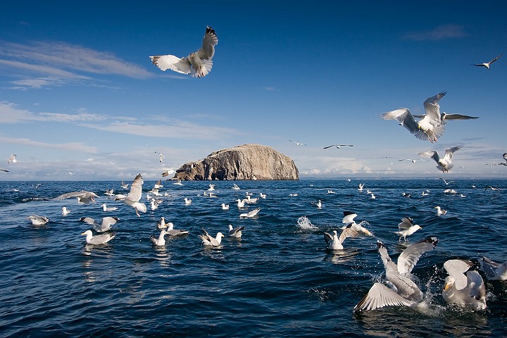Batlpel Morus bassanus Northern Gannet
